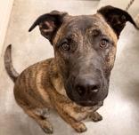 Savvy, ADOPTABLE, Young Female Dutch Shepherd & Mastiff.