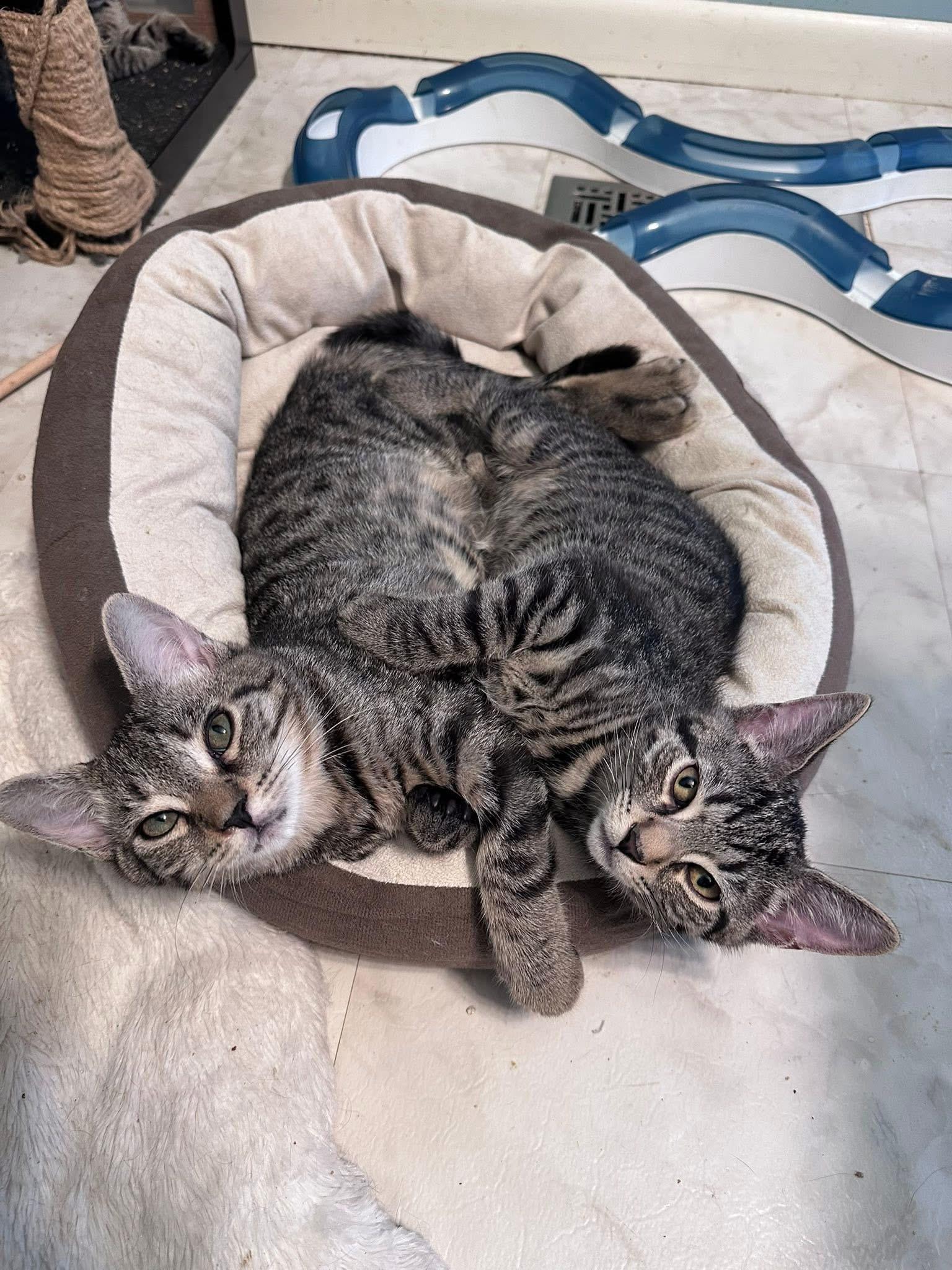 Enlarge Steven, a Adoptable Domestic Short Hair in Carnegie, PA image 2/6