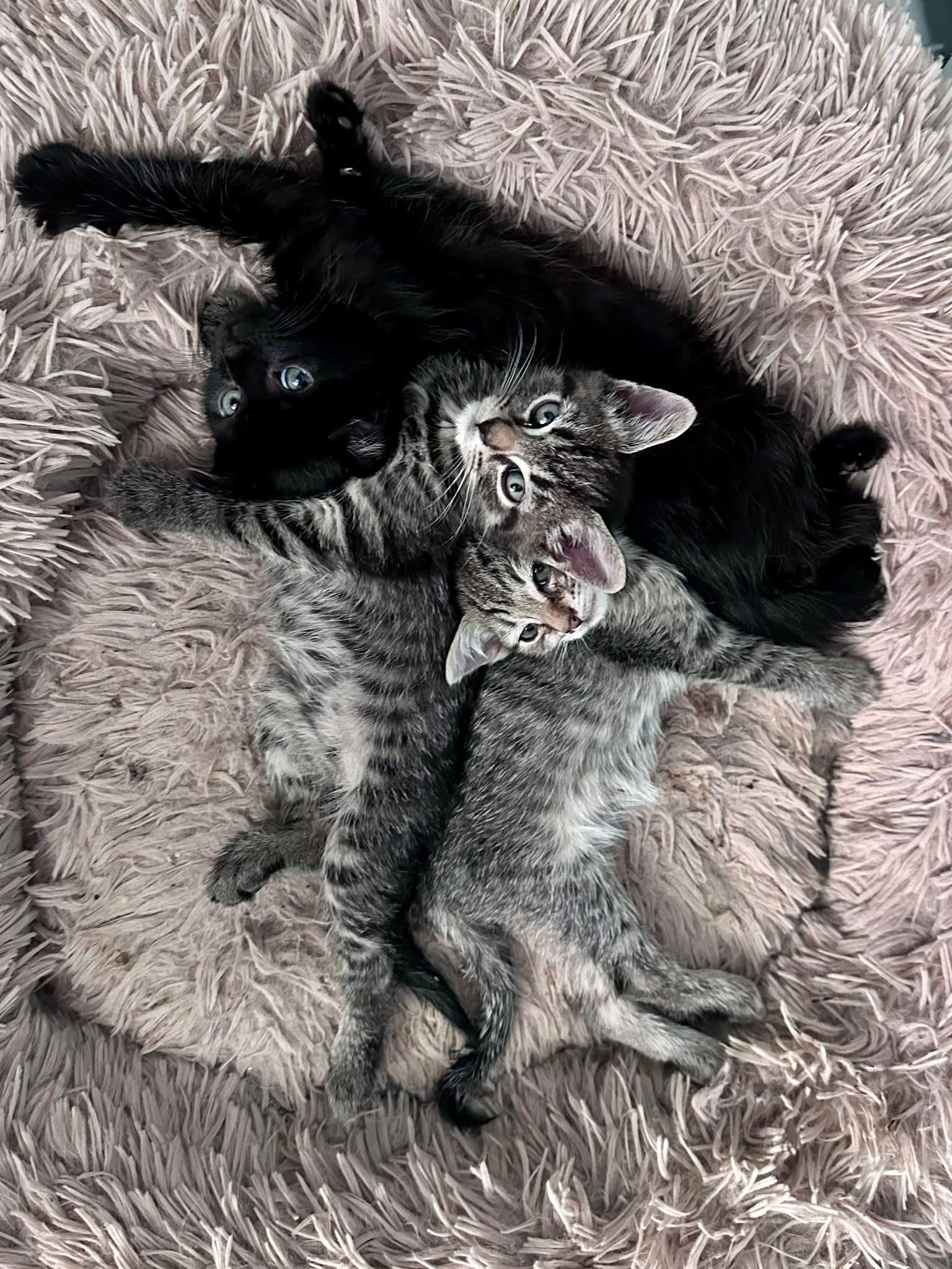 Enlarge Steven, a Adoptable Domestic Short Hair in Carnegie, PA image 4/6