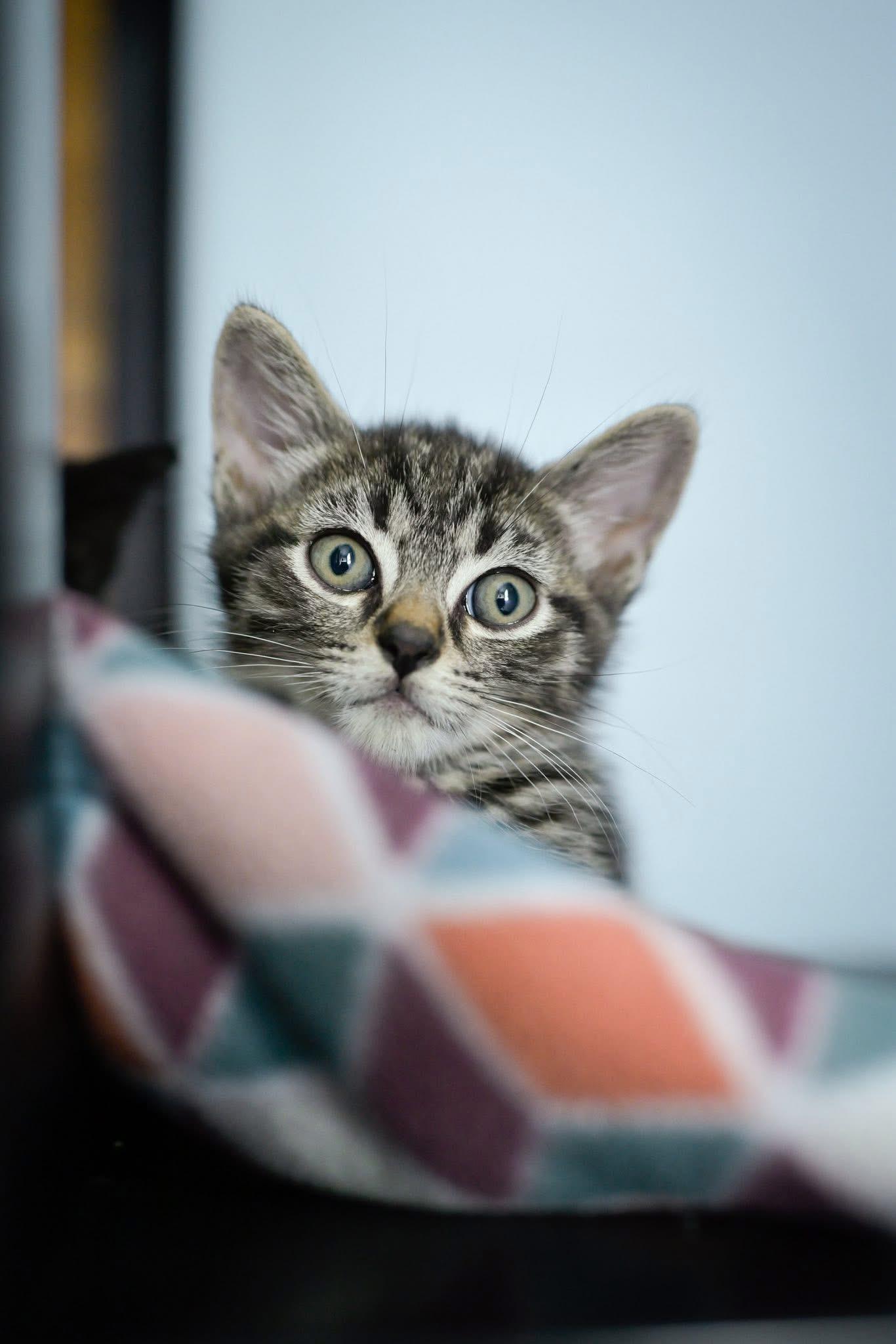 Enlarge Steven, a Adoptable Domestic Short Hair in Carnegie, PA image 5/6