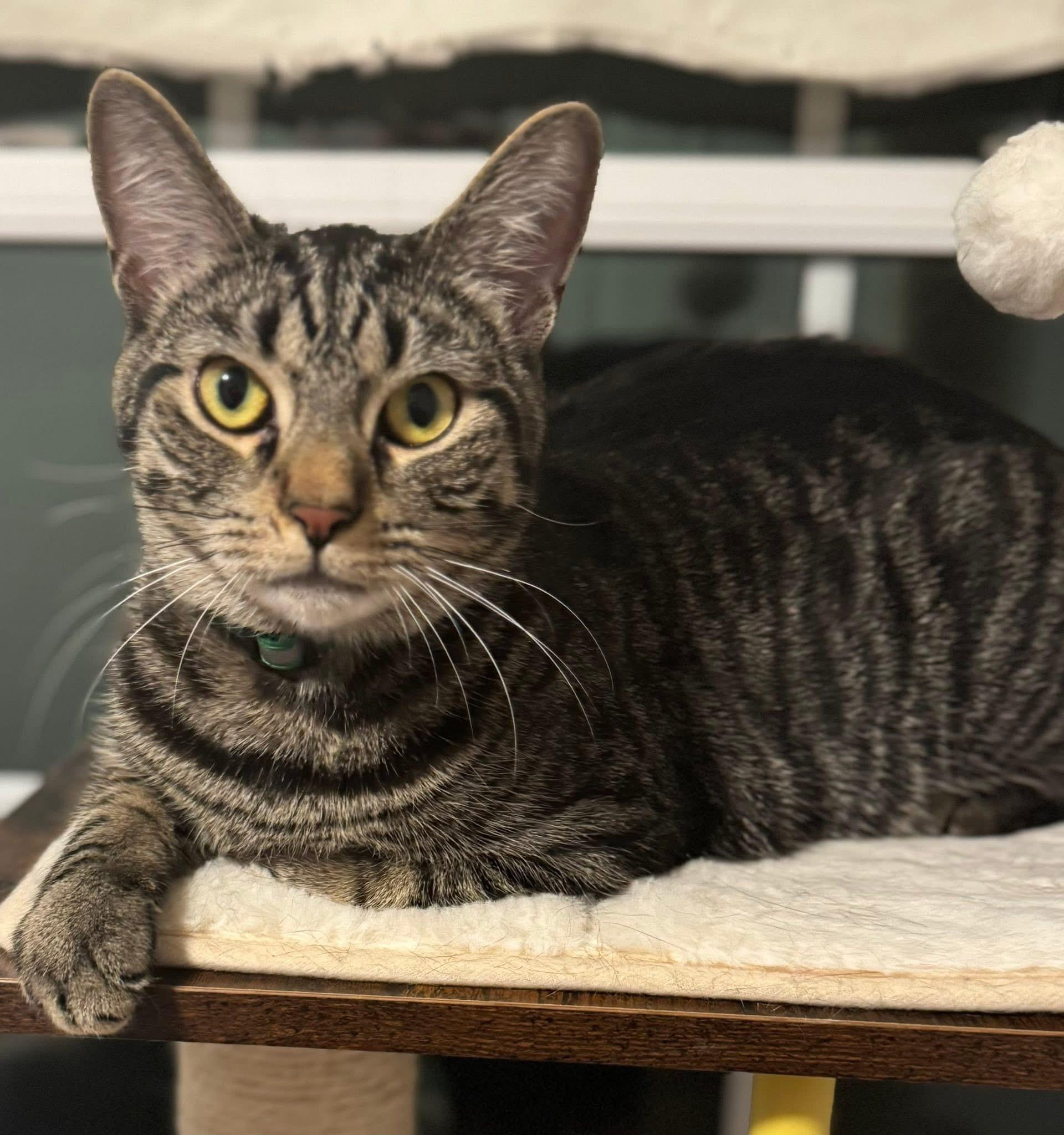 Steven, Adoptable, Kitten Male Domestic Short Hair.
