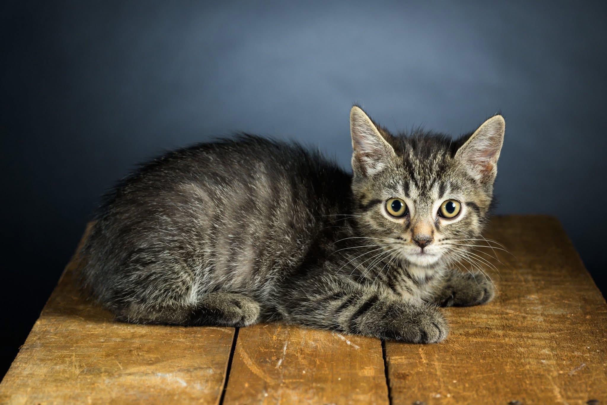 Steven, Adoptable, Kitten Male Domestic Short Hair.