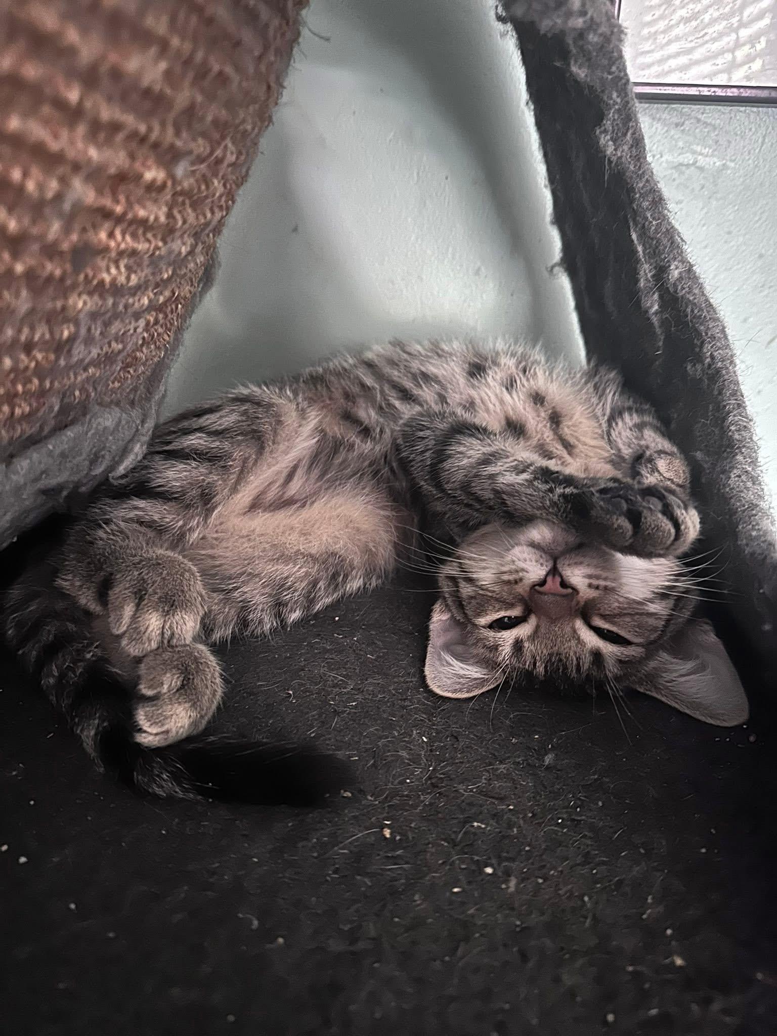 Enlarge Steven, a Adoptable Domestic Short Hair in Carnegie, PA image 6/6