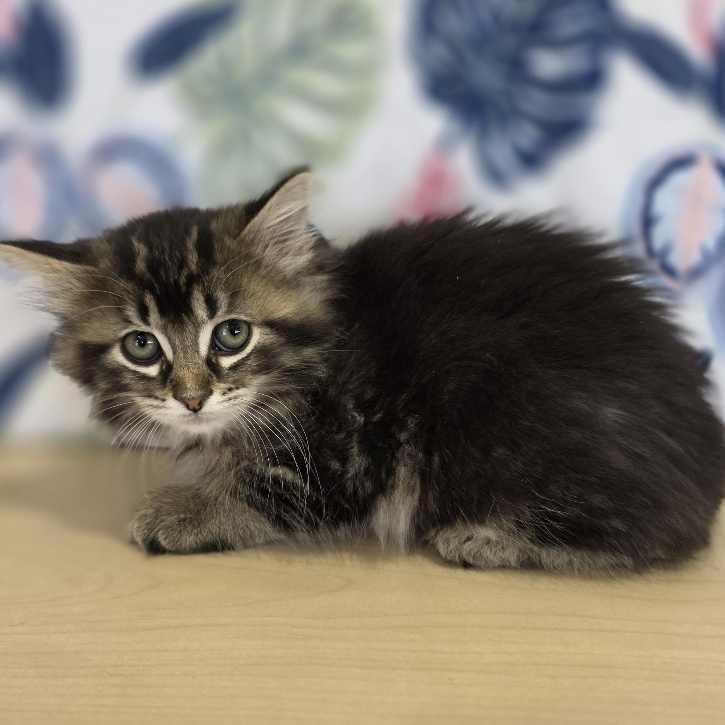 Enlarge Dora, a Adoptable Domestic Medium Hair in Macomb Twp, MI image 2/4