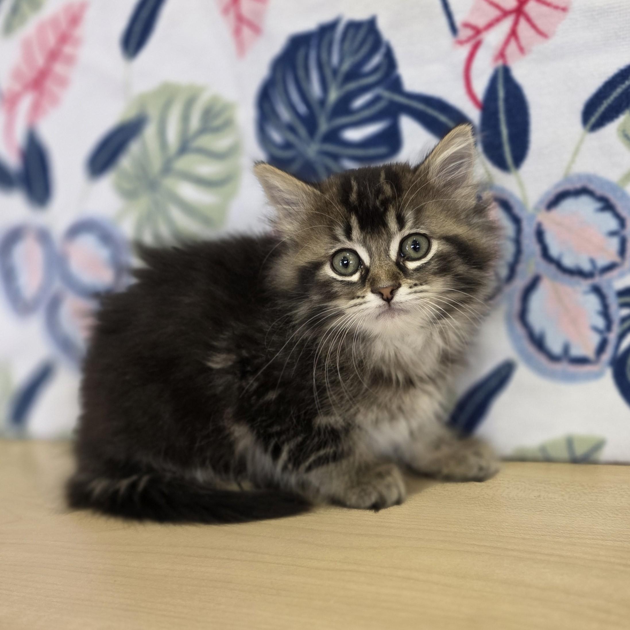 Enlarge Dora, a Adoptable Domestic Medium Hair in Macomb Twp, MI image 4/4