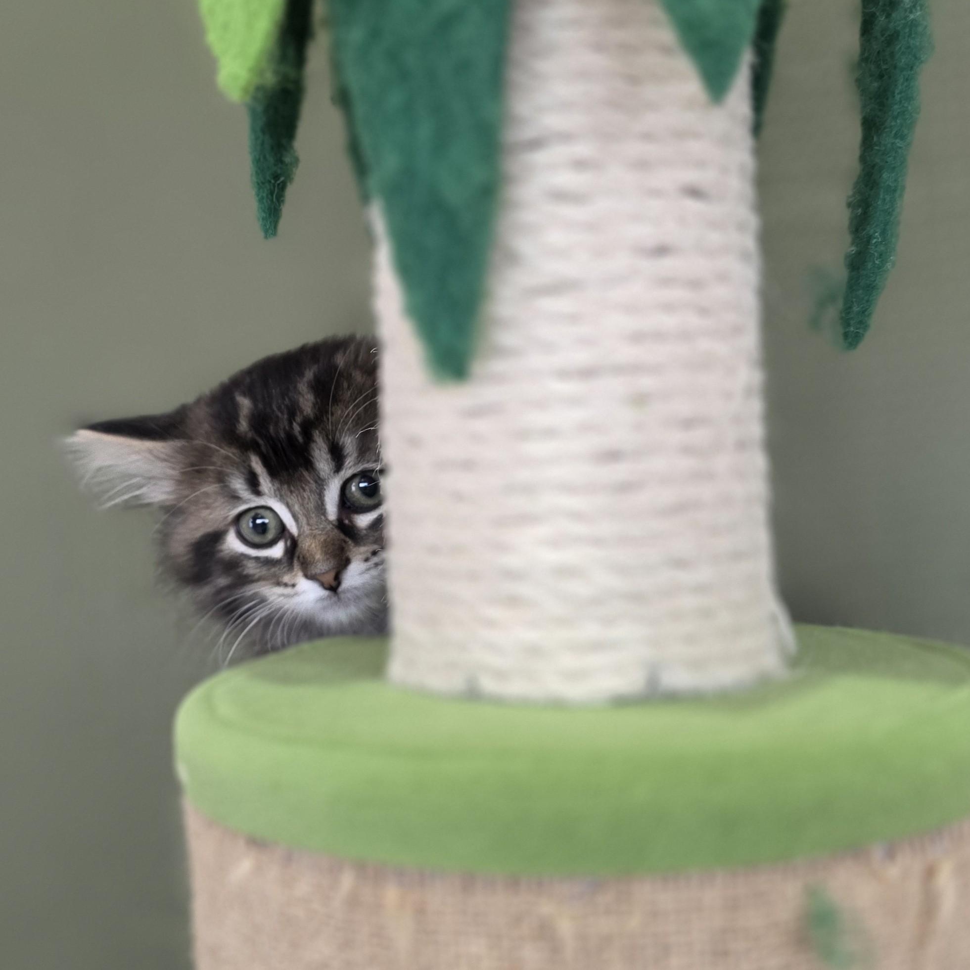 Enlarge Dora, a Adoptable Domestic Medium Hair in Macomb Twp, MI image 3/4