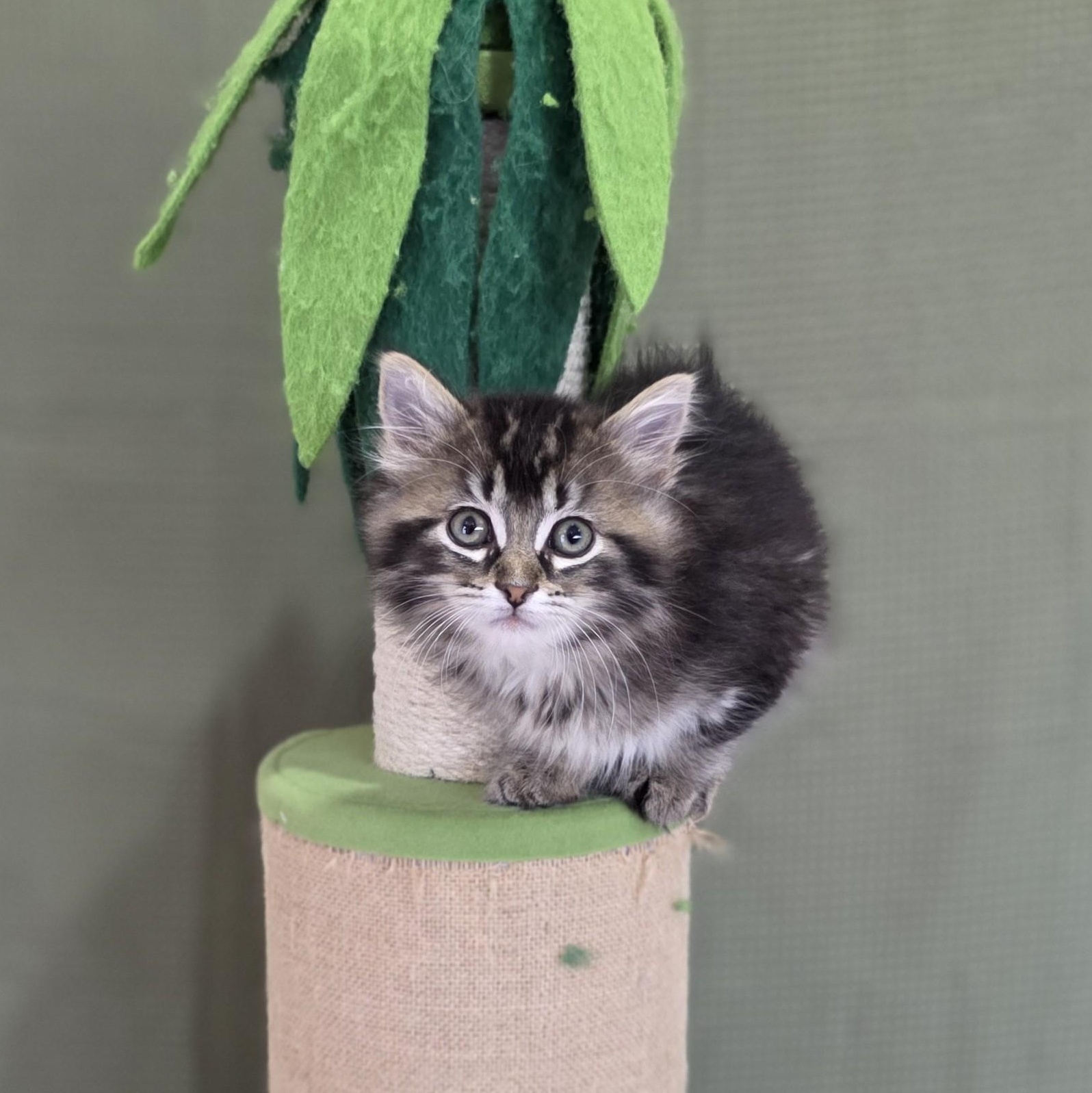 Dora, Adoptable, Kitten Female Domestic Medium Hair.