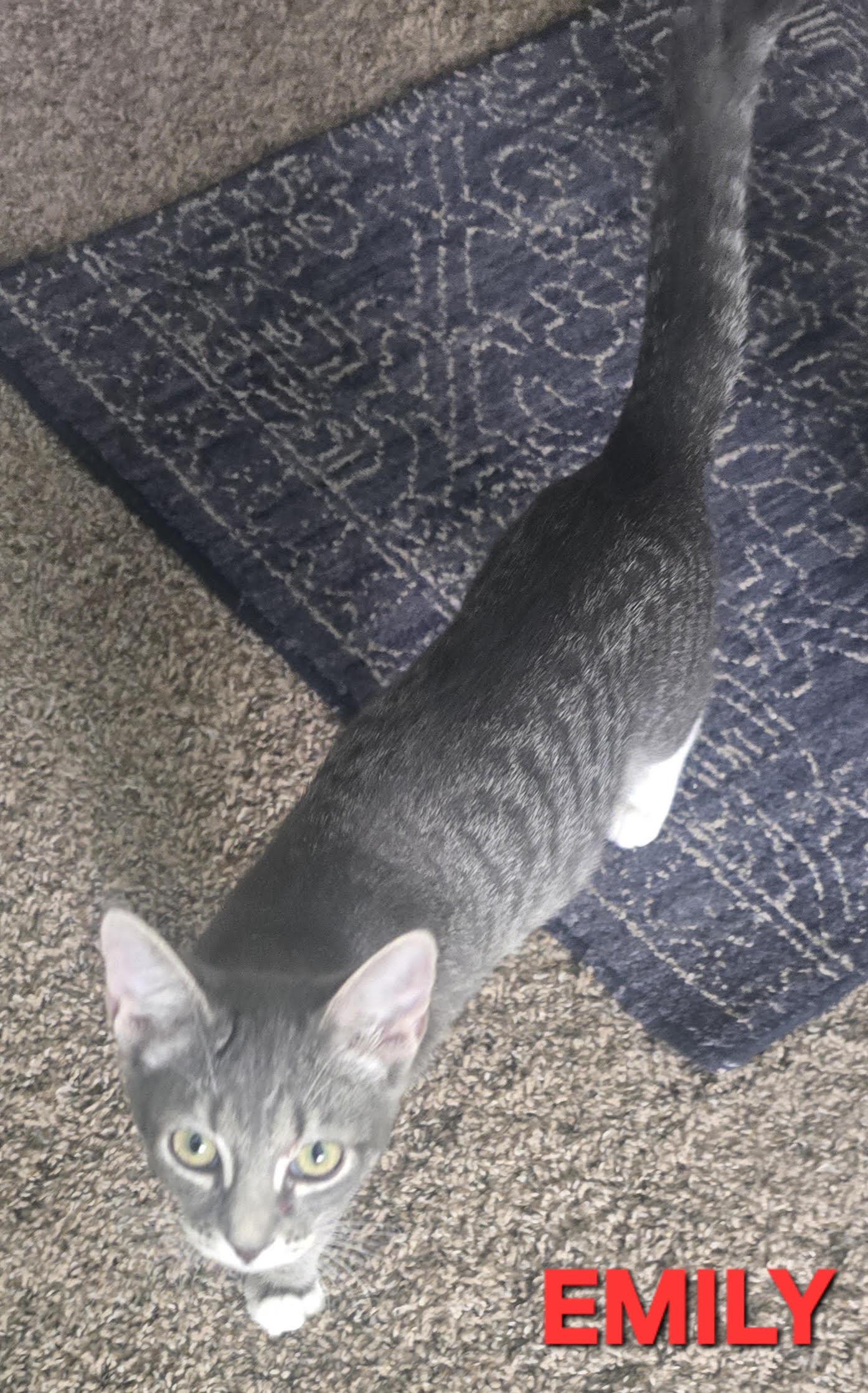Emily Serene, Adoptable, Kitten Female Domestic Short Hair.