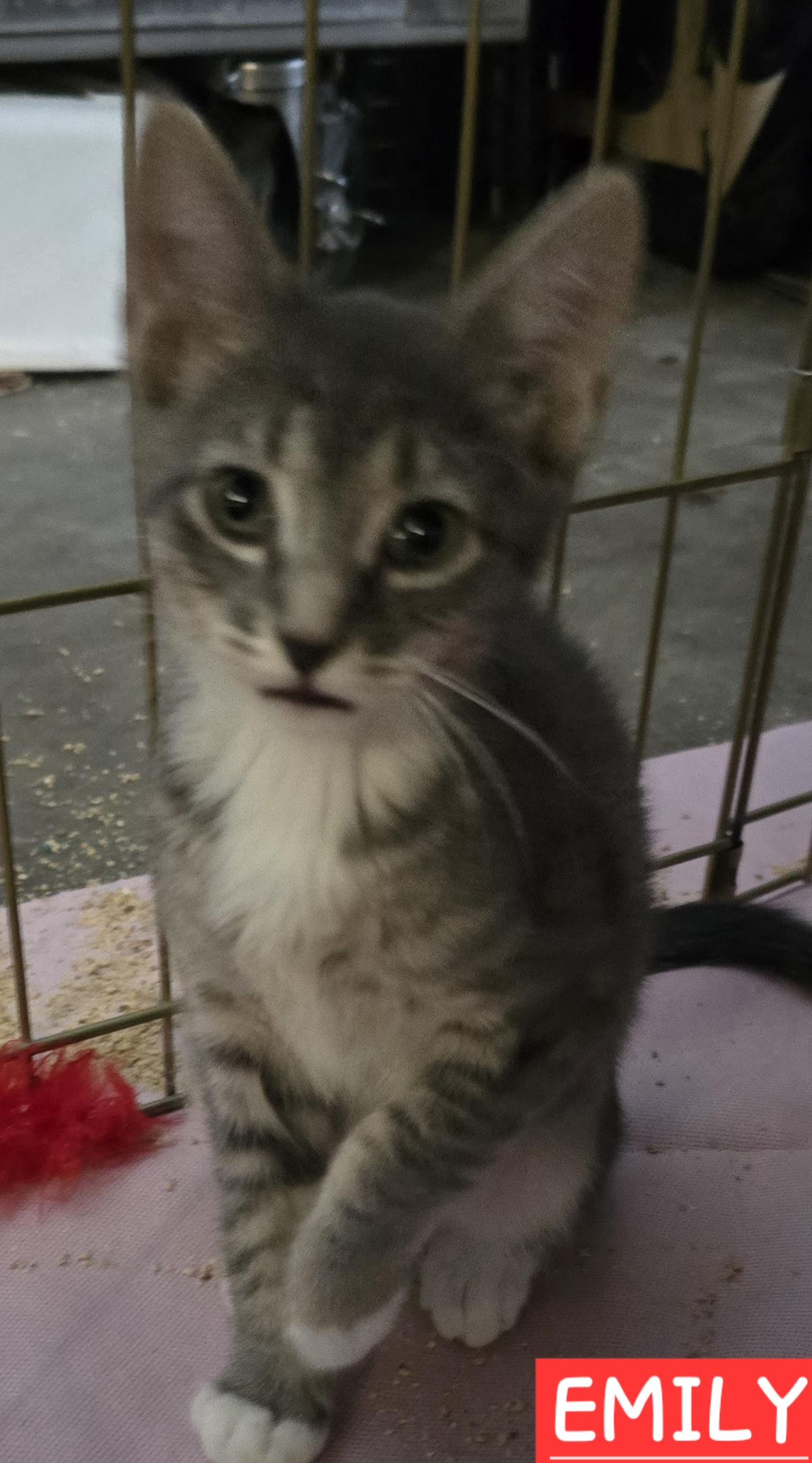 Enlarge Emily Serene, a Adoptable mixed breed in Buhl, ID image 2/5