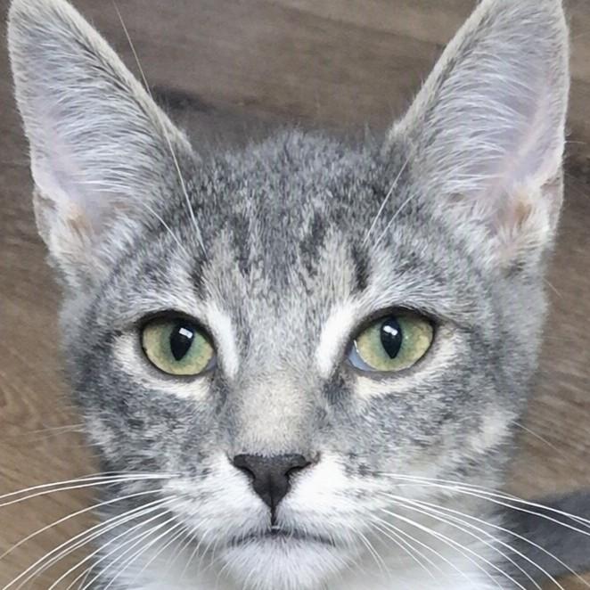 Enlarge Emily Serene, a Adoptable mixed breed in Buhl, ID image 3/5