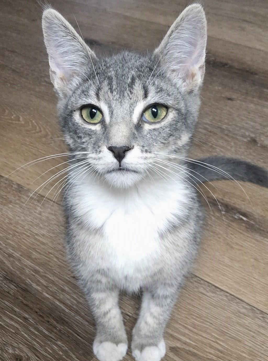 Enlarge Emily Serene, a Adoptable mixed breed in Buhl, ID image 4/5