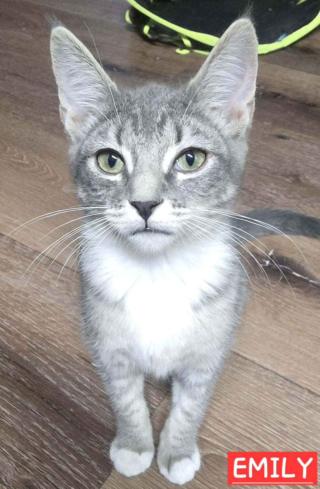 Enlarge Emily Serene, a Adoptable mixed breed in Buhl, ID image 5/5