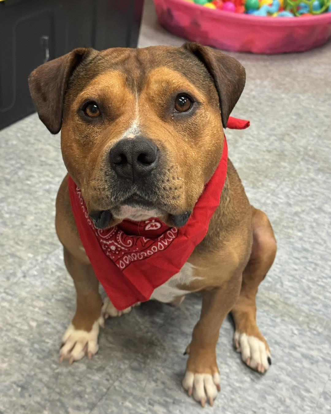 Mr Muffin Man, a ADOPTABLE mixed breed in Troy, MI image 4/4