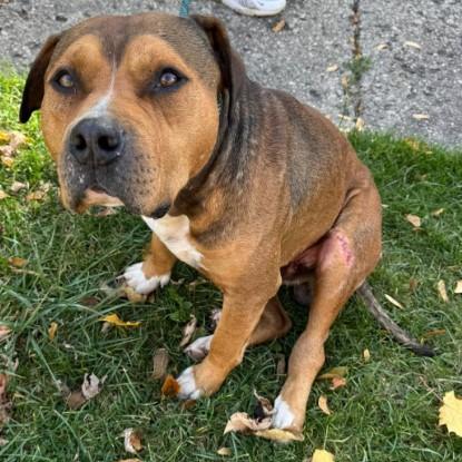 Mr Muffin Man, a ADOPTABLE mixed breed in Troy, MI image 2/4