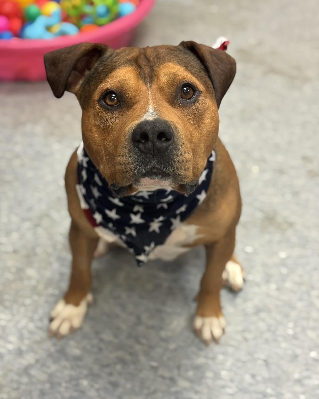 Mr Muffin Man, a ADOPTABLE mixed breed in Troy, MI image 1/4