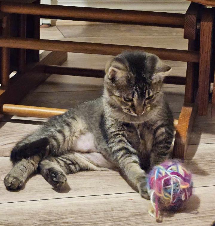 Sweet Potato, Adopted, Kitten Female Domestic Short Hair.