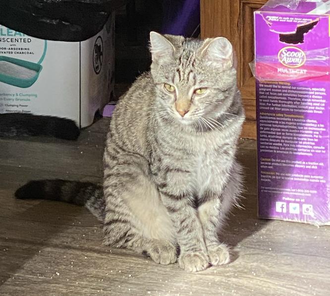 Enlarge Sweet Potato, a Adopted Domestic Short Hair in Red Hook, NY image 5/6