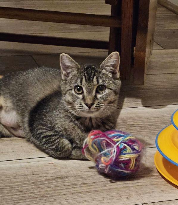 Enlarge Sweet Potato, a Adopted Domestic Short Hair in Red Hook, NY image 2/6