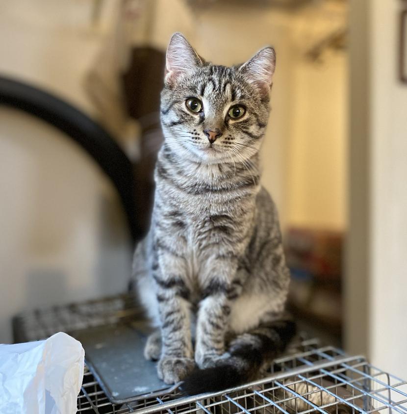 Sweet Potato, Adopted, Kitten Female Domestic Short Hair.