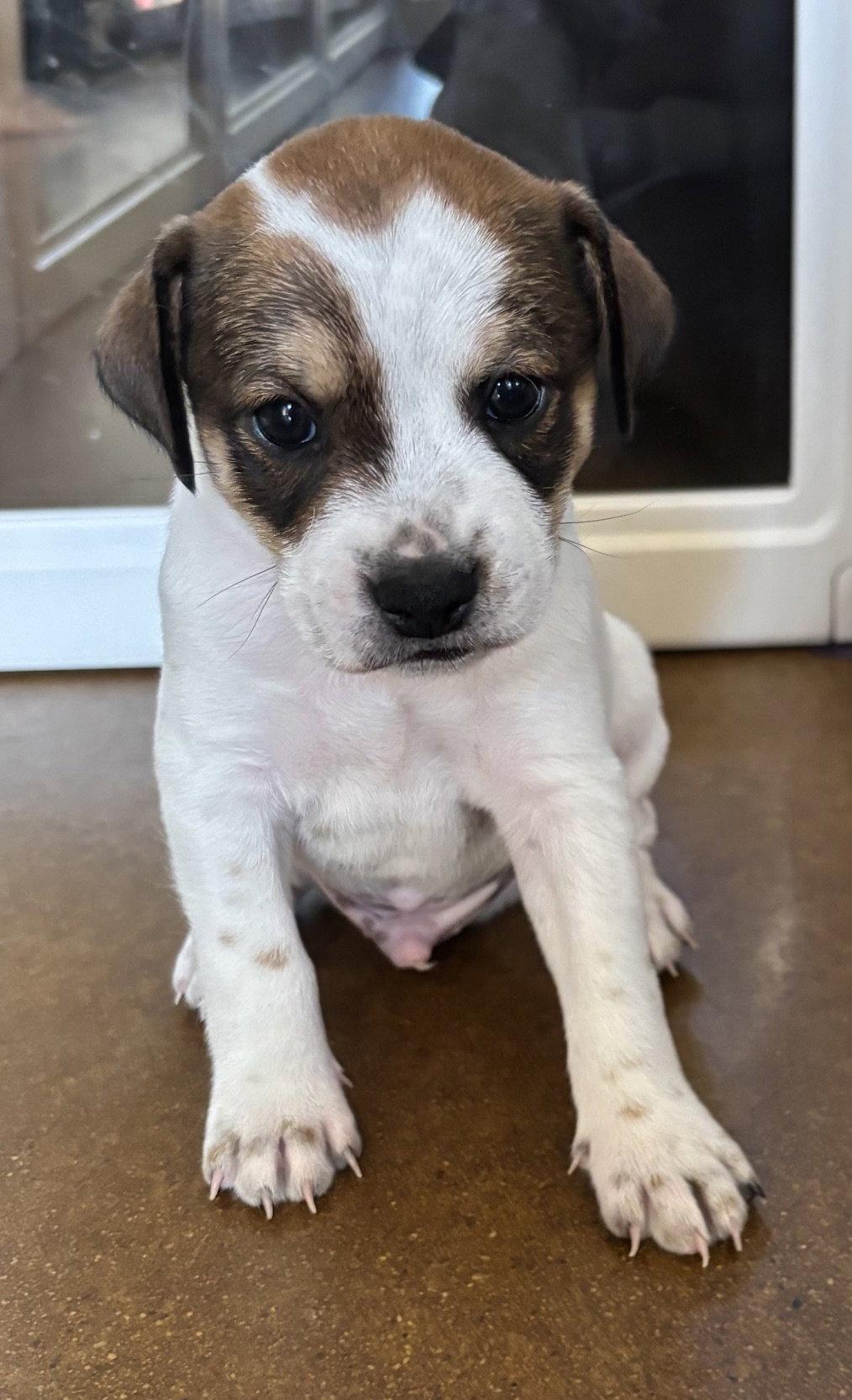 Enlarge Rory, a Adoptable mixed breed in Glendale, AZ image 1/3