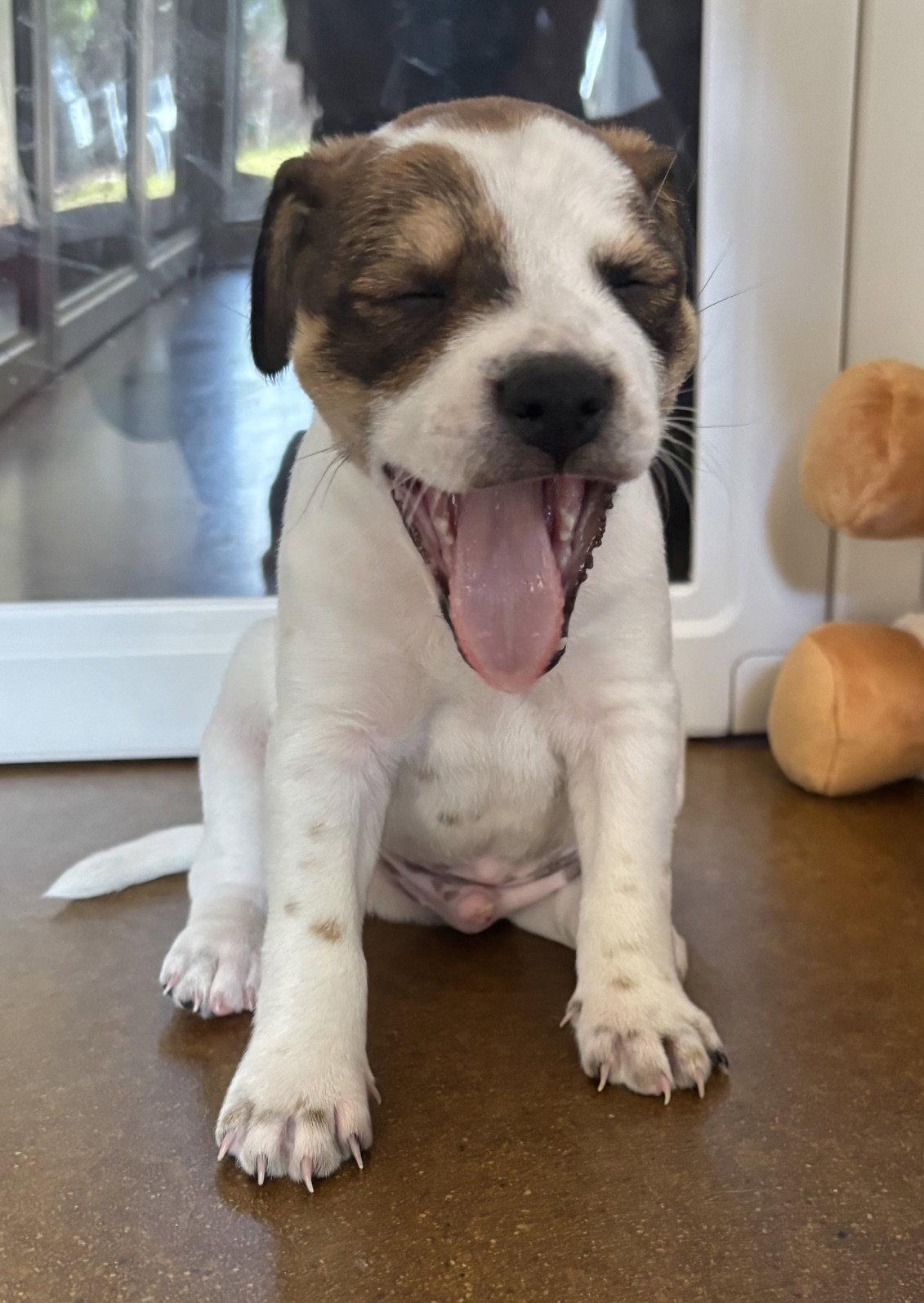 Enlarge Rory, a Adoptable mixed breed in Glendale, AZ image 2/3