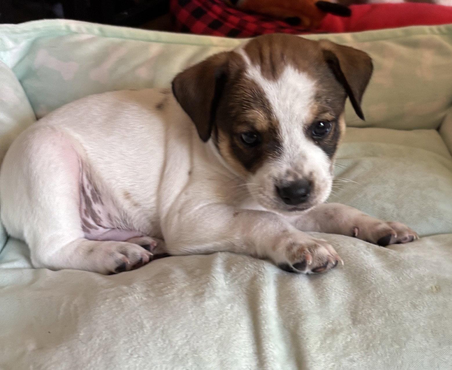 Enlarge Rory, a Adoptable mixed breed in Glendale, AZ image 3/3