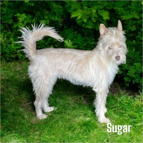 Sugar
