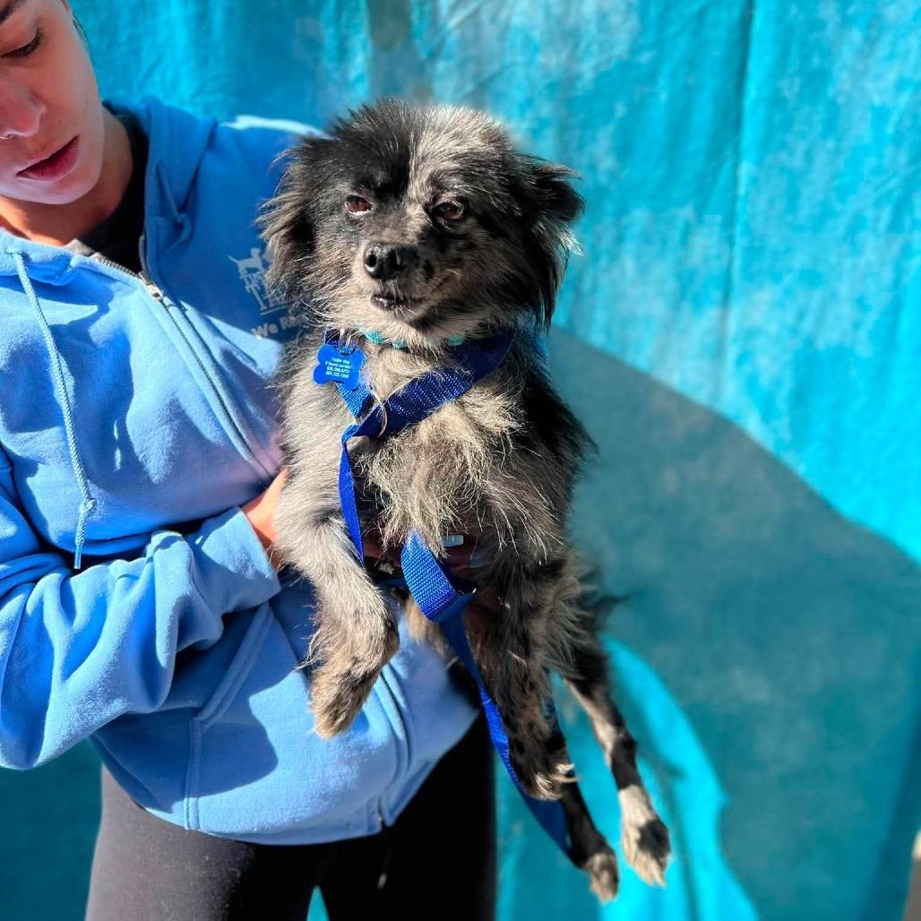 Enlarge Surfside, a Adoptable Pomeranian in St. Charles, IL image 2/6