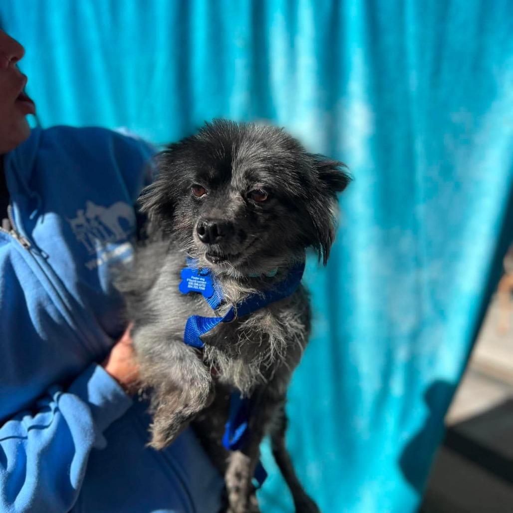 Enlarge Surfside, a Adoptable Pomeranian in St. Charles, IL image 3/6