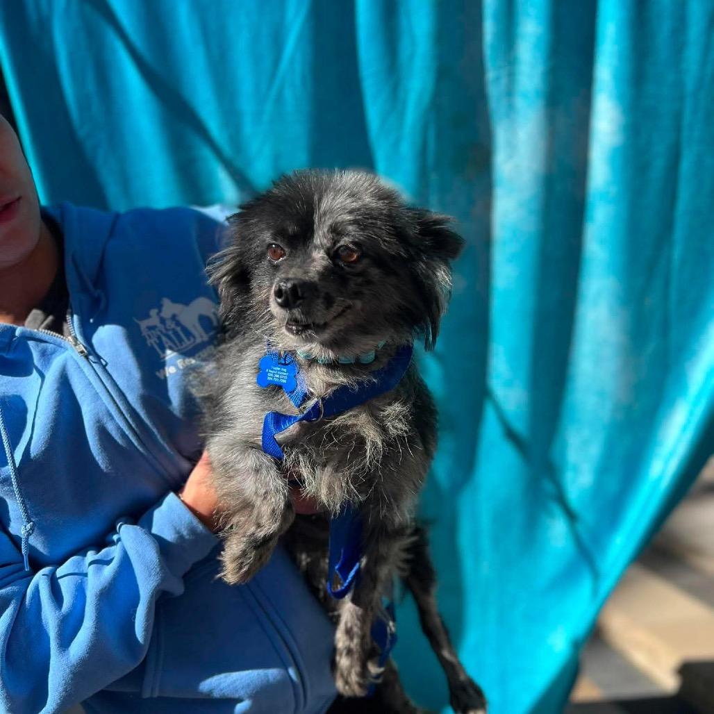 Enlarge Surfside, a Adoptable Pomeranian in St. Charles, IL image 4/6