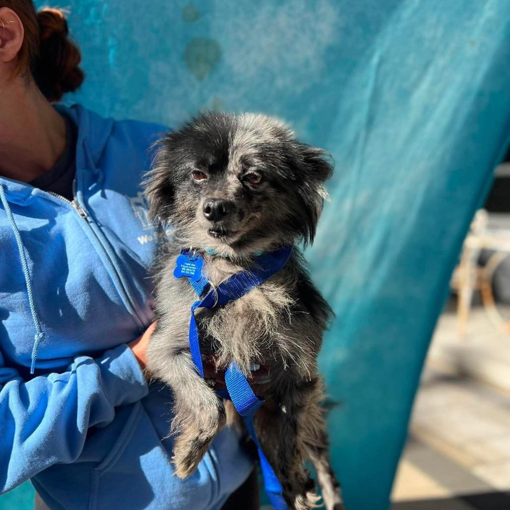Enlarge Surfside, a Adoptable Pomeranian in St. Charles, IL image 5/6