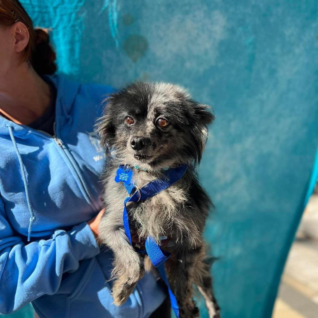 Enlarge Surfside, a Adoptable Pomeranian in St. Charles, IL image 6/6