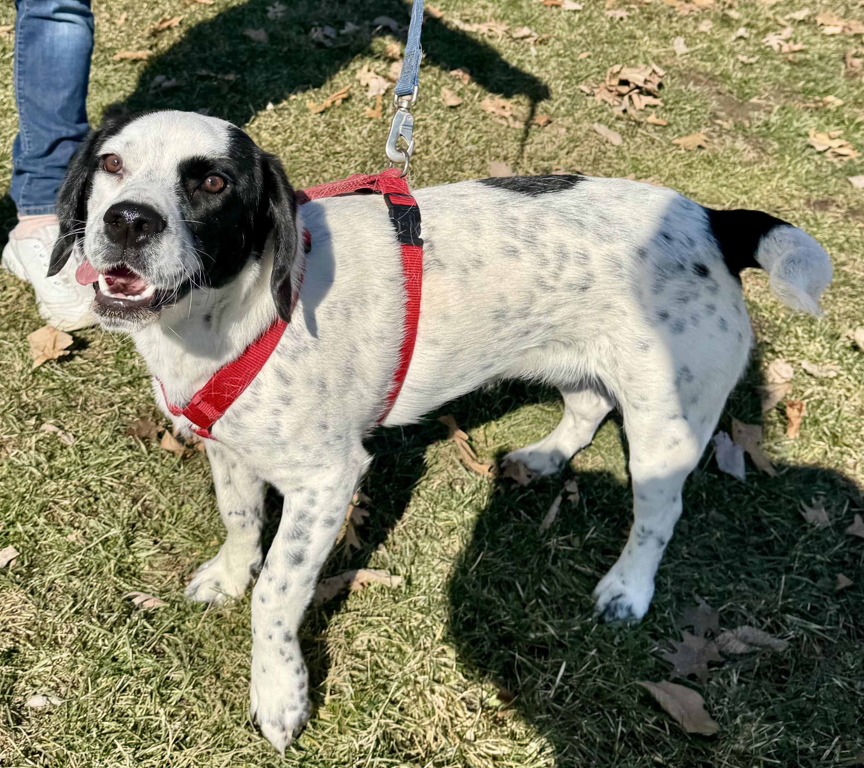 Enlarge Elvis couch potato , an adopted mixed breed in North Freedom, WI image 5/5