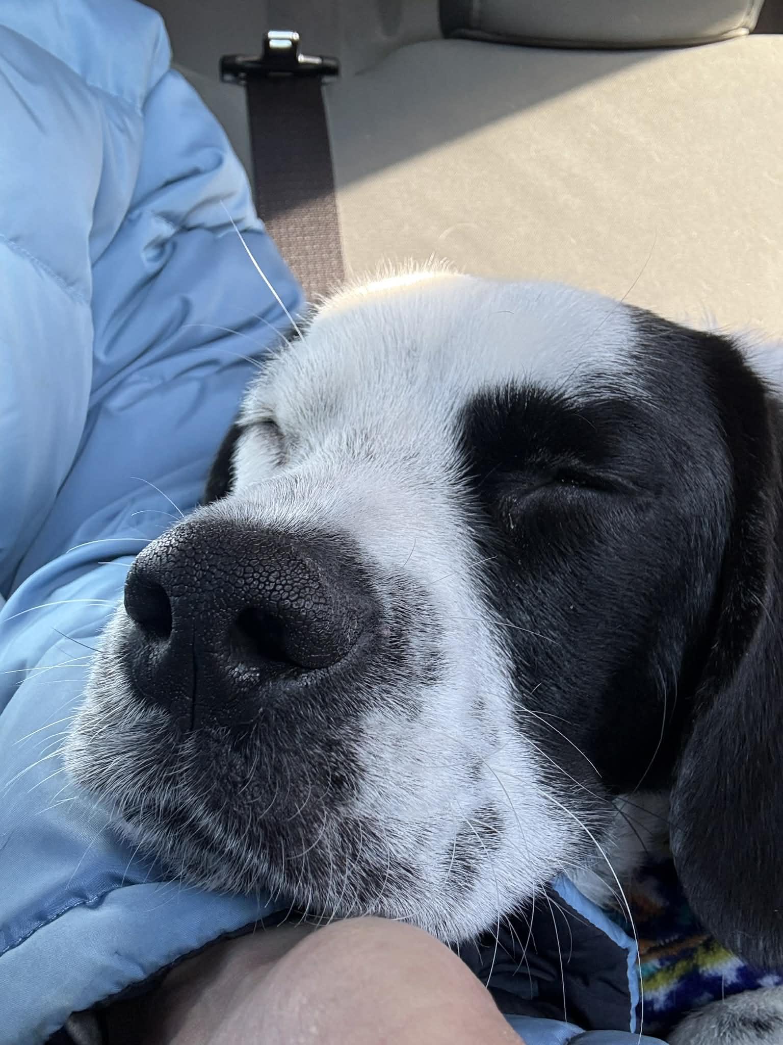 Enlarge Elvis couch potato , an adopted mixed breed in North Freedom, WI image 4/5