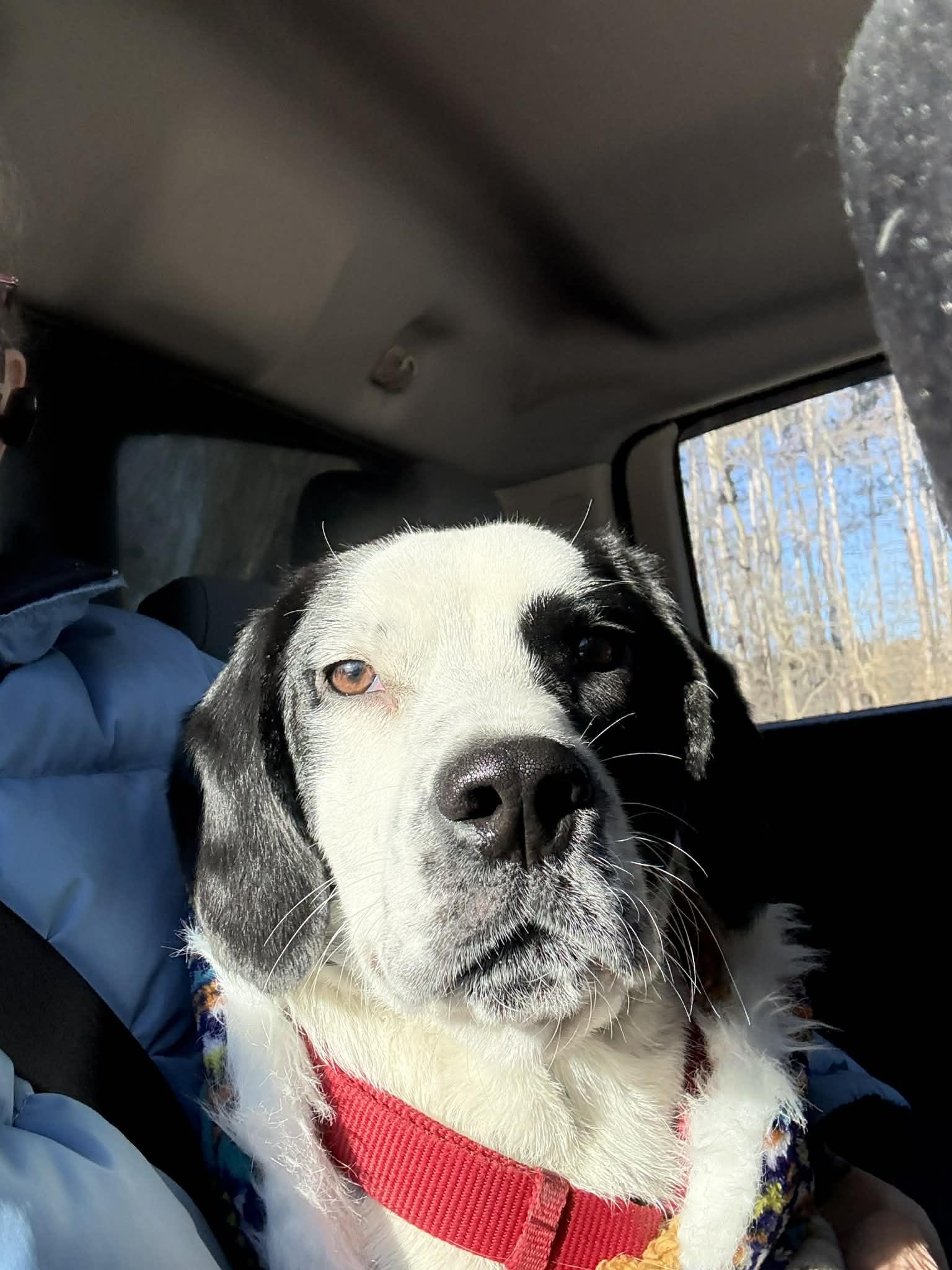 Enlarge Elvis couch potato , an adopted mixed breed in North Freedom, WI image 2/5