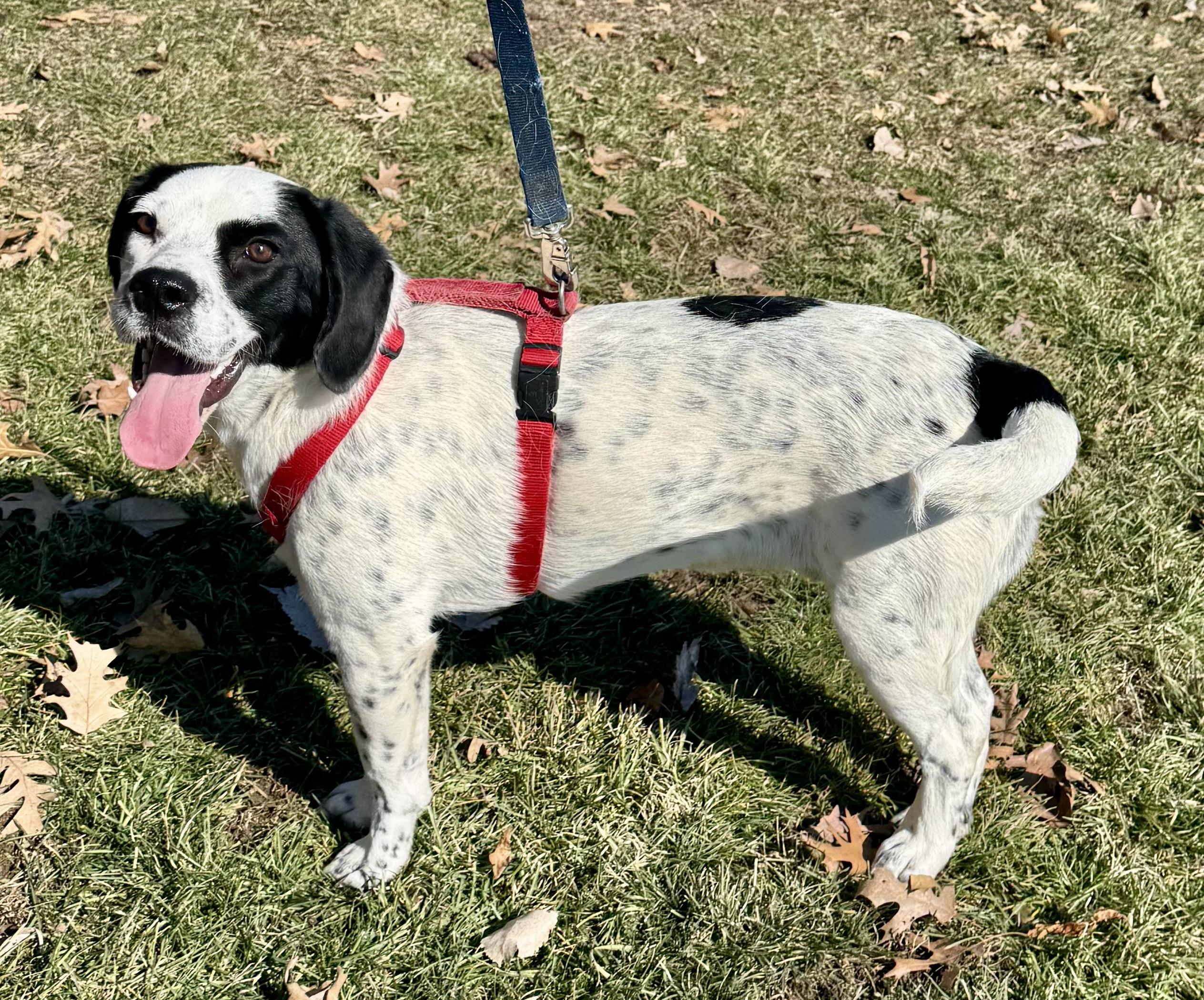 Enlarge Elvis couch potato , an adopted mixed breed in North Freedom, WI image 1/5