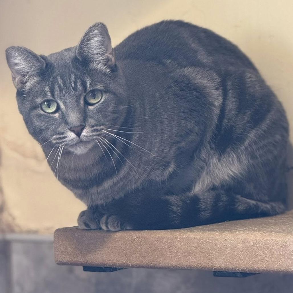 Enlarge Vulcan, a Adoptable Domestic Short Hair in Tucson, AZ image 1/5