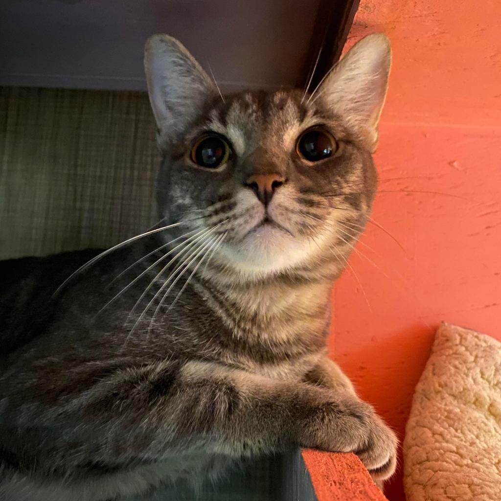 Enlarge Vulcan, a Adoptable Domestic Short Hair in Tucson, AZ image 1/4