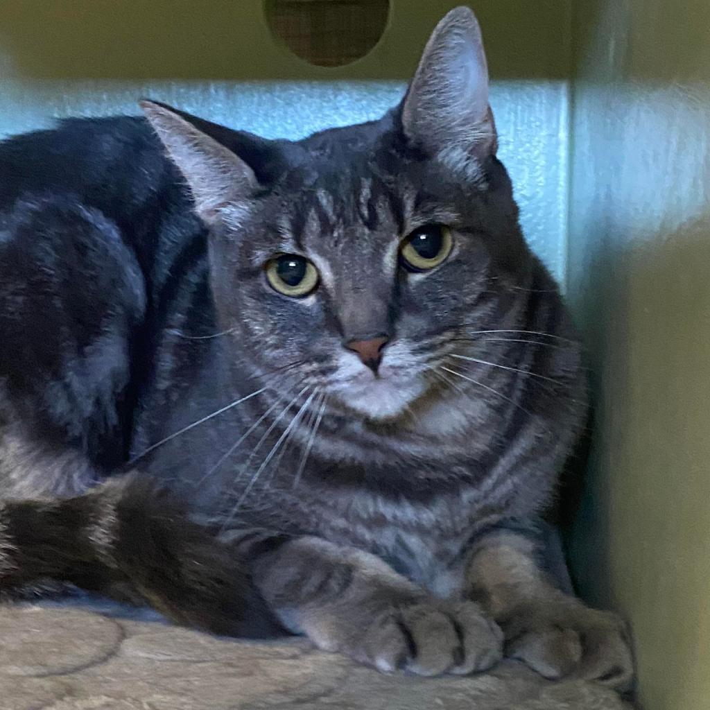 Enlarge Vulcan, a Adoptable Domestic Short Hair in Tucson, AZ image 2/4