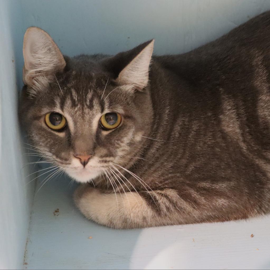 Enlarge Vulcan, a Adoptable Domestic Short Hair in Tucson, AZ image 3/4