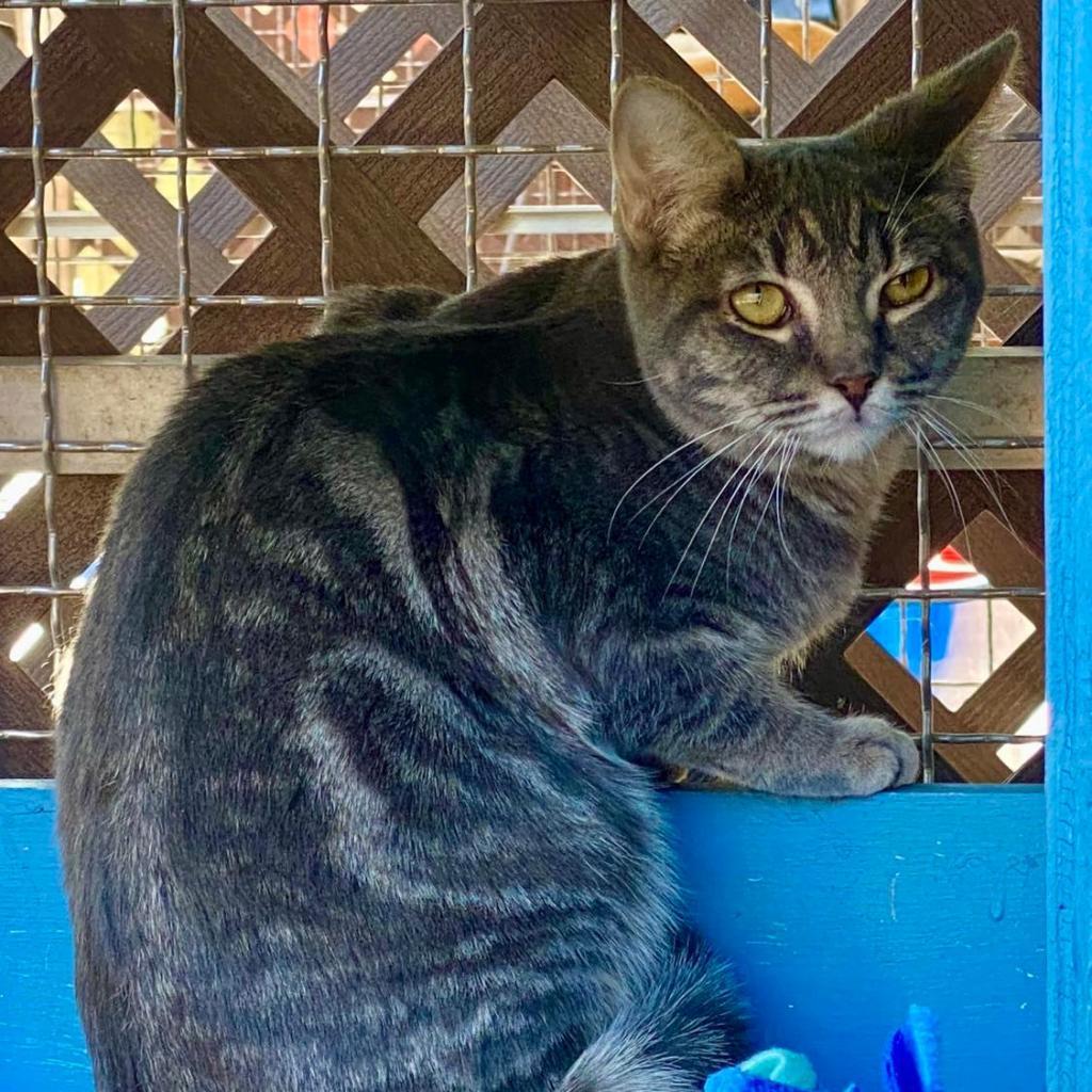 Enlarge Vulcan, a Adoptable Domestic Short Hair in Tucson, AZ image 4/4