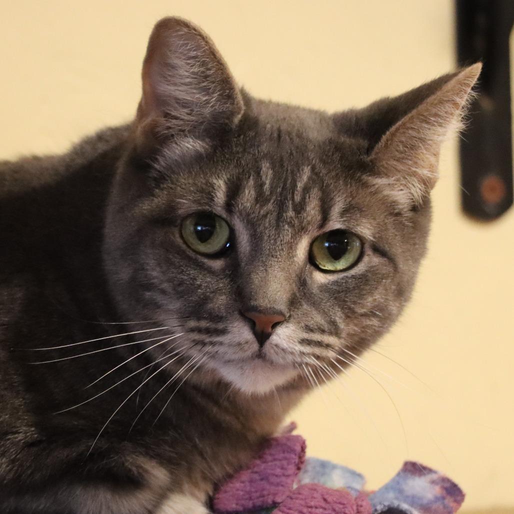 Enlarge Vulcan, a Adoptable Domestic Short Hair in Tucson, AZ image 6/6