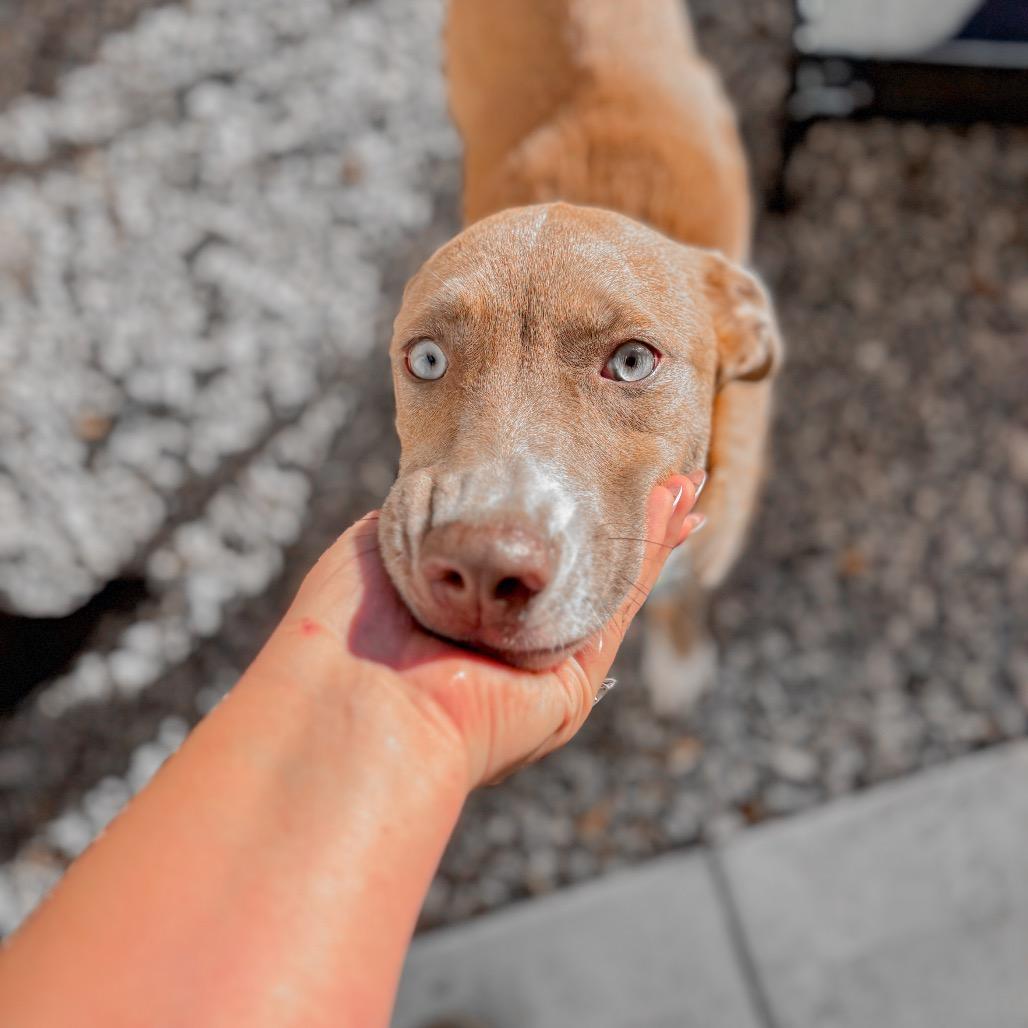 Buttercup, Adoptable, Young Female Mixed Breed.