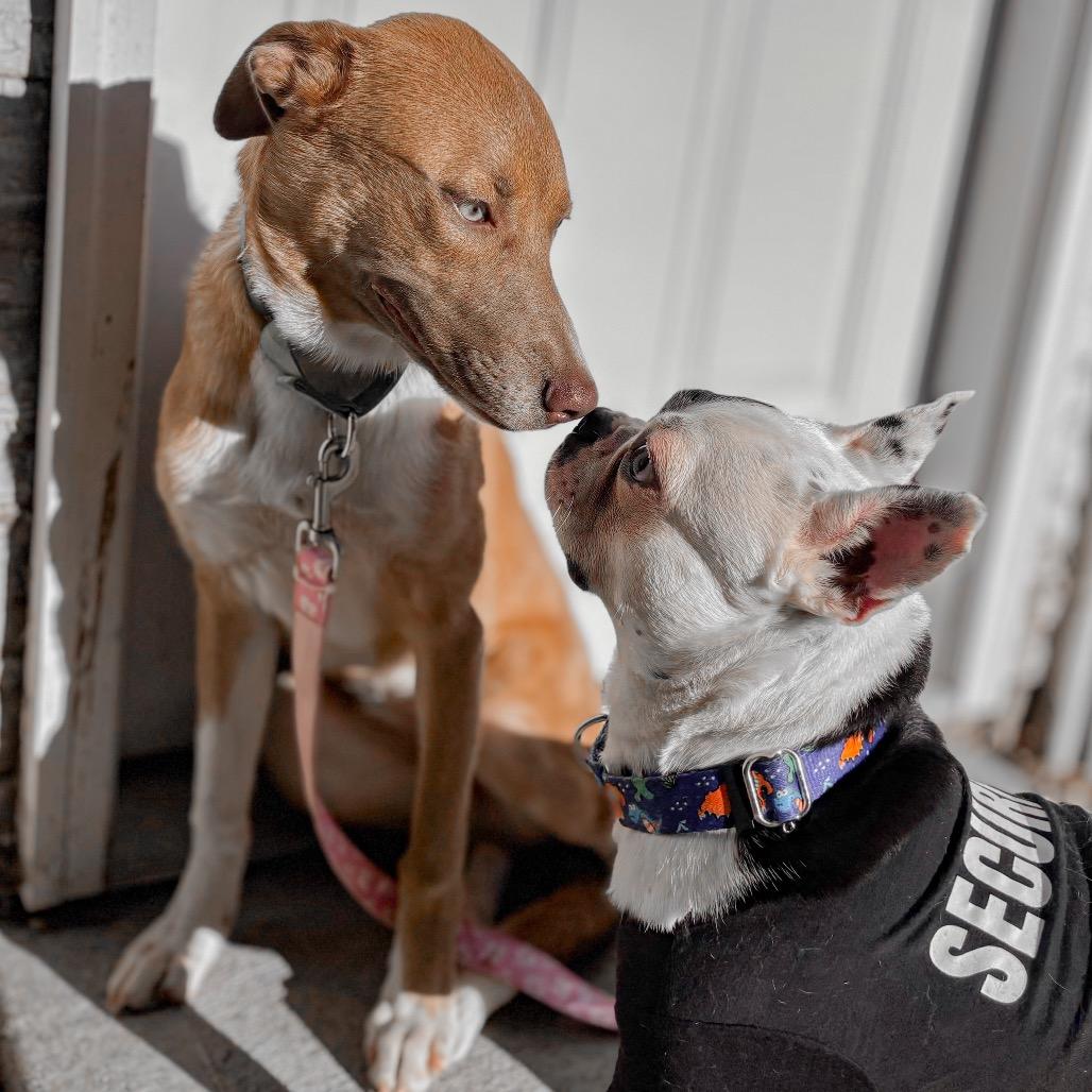 Enlarge Buttercup, a Adoptable Mixed Breed in Springboro, OH image 2/5