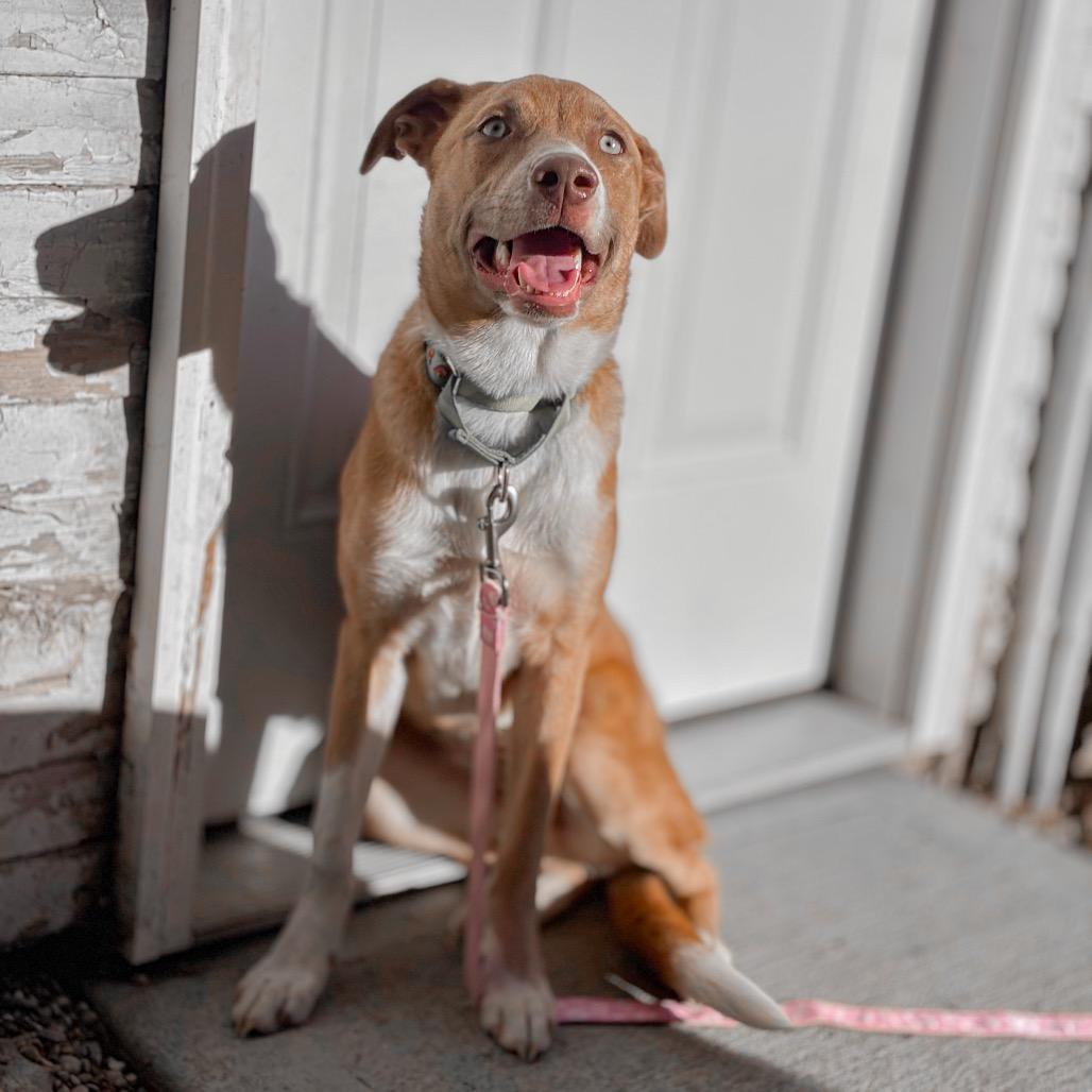 Enlarge Buttercup, a Adoptable Mixed Breed in Springboro, OH image 3/5