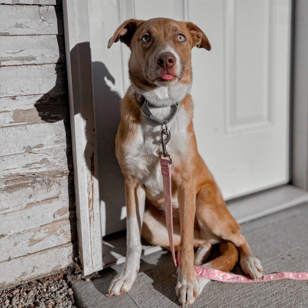 Enlarge Buttercup, a Adoptable Mixed Breed in Springboro, OH image 4/5