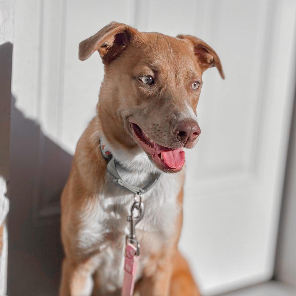 Enlarge Buttercup, a Adoptable Mixed Breed in Springboro, OH image 5/5