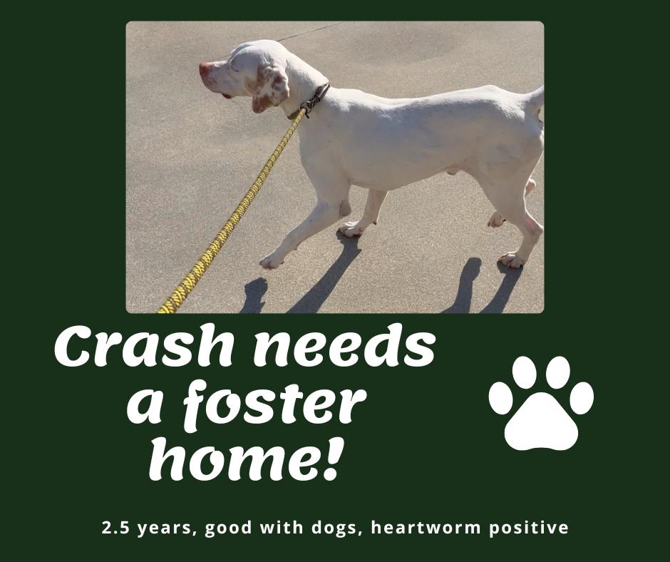 Needs Foster Crash (SC), ADOPTABLE, Adult Male English Pointer.