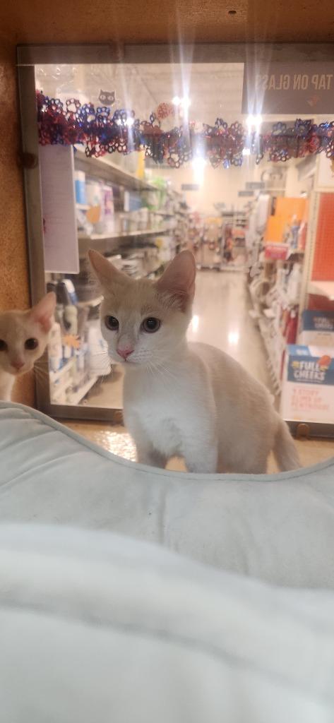 Casper, Adoptable, Kitten Male Domestic Short Hair.