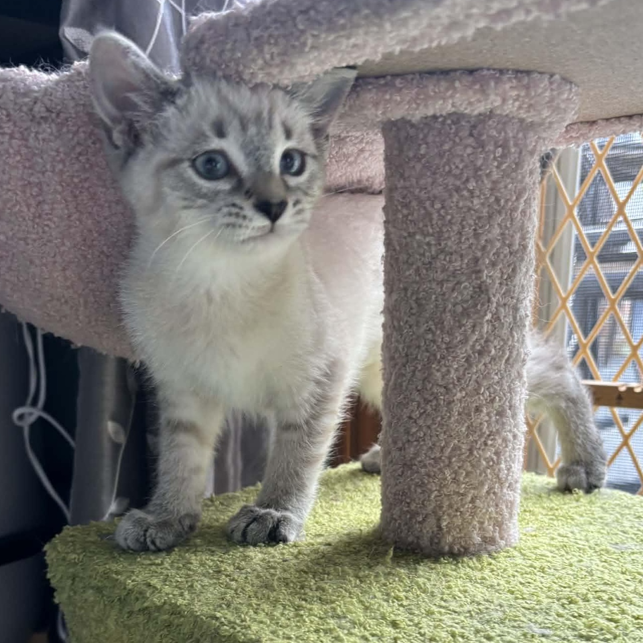 Enlarge Chip, an adopted Siamese in Fairborn, OH image 2/6